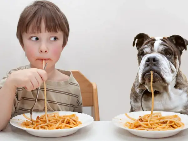 Chłopiec i buldog jedzą spaghetti. Czy pies może jeść makaron gotowany? Tak, ale z umiarem.