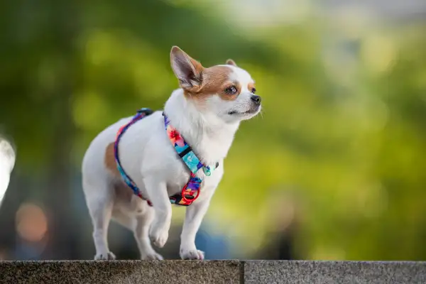 Mały piesek chihuahua w kolorowej obroży dla chihuahua, z dumą spogląda w dal.