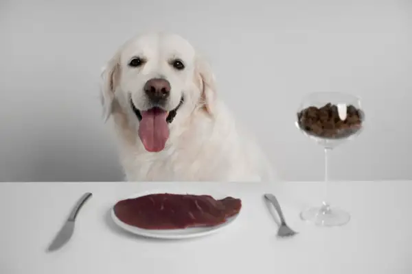 Uśmiechnięty pies rasy golden retriever czeka na swoją porcję gotowanej wątróbki dla psa. Na stole talerz z mięsem, sztućce i kieliszek z karmą.