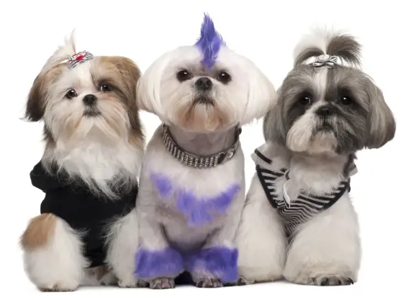 Trzy shih tzu suczki w stylowych ubrankach i fryzurach. Jedna ma fioletowy irokez i łapki, druga czarną bluzę, trzecia pasiasty sweterek.