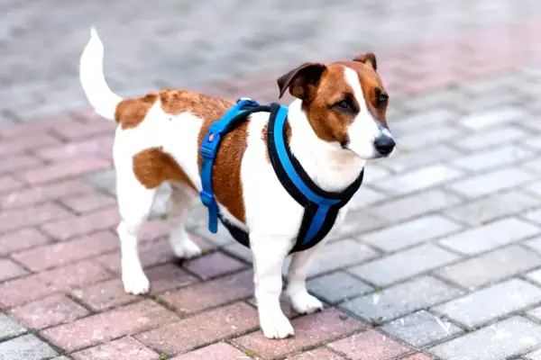 Jack Russell w niebieskim puszorku dla psa stoi na chodniku.