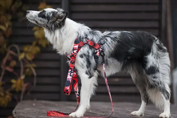 Elegancki border collie w czerwonych szelkach z kolorowym wzorem, gotowy na spacer.