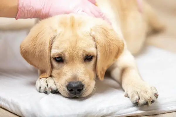 Smutny szczeniak labradora leży na białym podkładzie, z ręką w różowej rękawiczce delikatnie głaszczącą jego głowę. Pies wygląda na chorego, być może cierpi na krwawą biegunkę u psa.