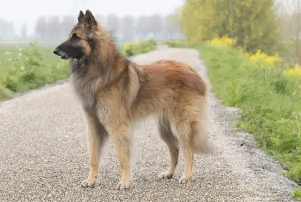 Owczarek belgijski Tervuren, z jego charakterystycznym, czujnym spojrzeniem, stoi na żwirowej ścieżce wśród zieleni i żółtych kwiatów.