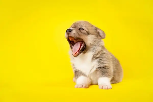 Mały szczeniak corgi ziewa szeroko na żółtym tle. Zastanawiasz się, dlaczego pies zieje? Może jest po prostu bardzo śpiący!