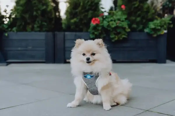 Uroczy pomeranian w szarych szelkach z niebieskim logo siedzi na chodniku.