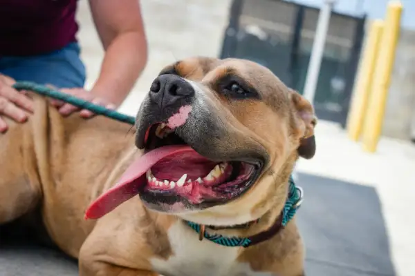 Uśmiechnięty pit bull red nose z językiem na wierzchu, głaskany przez człowieka.