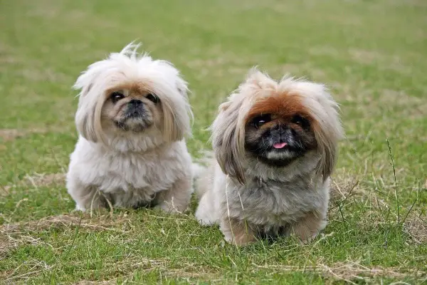 Dwa urocze pieski, shih tzu i pekińczyk, siedzą na trawie, wyglądając na zadowolone.