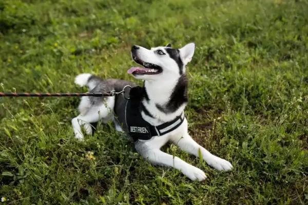Husky w czarnych szelkach z napisem "BEST FRIEND" leży na trawie, gotowy na spacer.