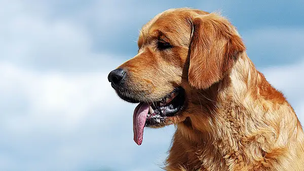 Uśmiechnięty golden retriever z językiem na wierzchu. Czy golden retriever może mieszkać w bloku? Tak, jeśli zapewni mu się odpowiednią dawkę ruchu i uwagi.