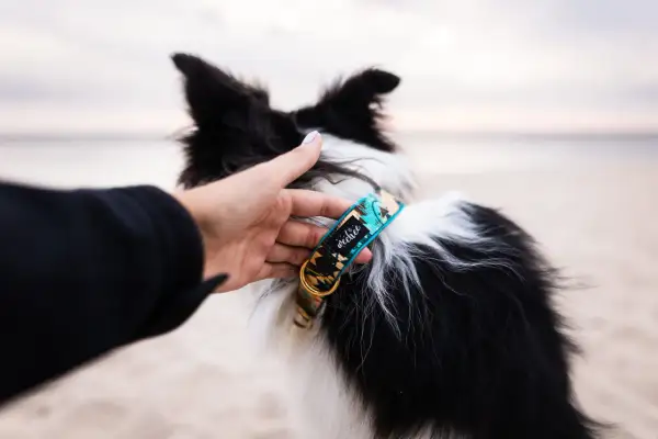 Elegancka obroża dla border collie z etnicznym wzorem, dopasowana do aktywnego stylu życia psa.