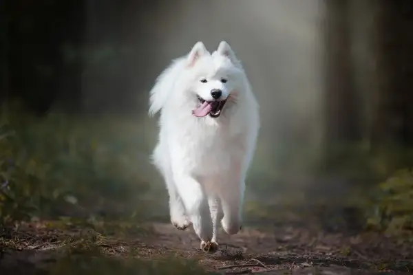 Radosny samoyed biegnie przez las. Jego białe futro lśni w słońcu, a uśmiech sugeruje, że wady i zalety tej rasy nie przeszkadzają mu w cieszeniu się życiem.