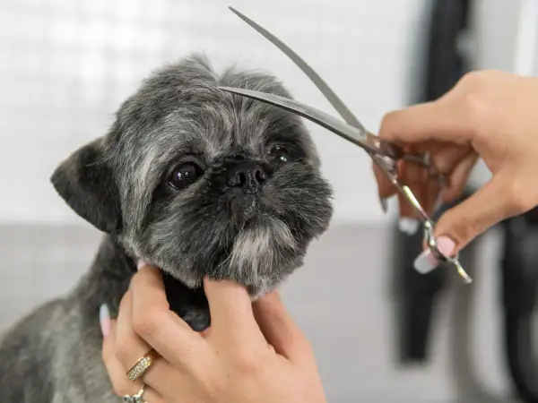Shih tzu z krótkimi fryzurami, groomer delikatnie przycina sierść na głowie.