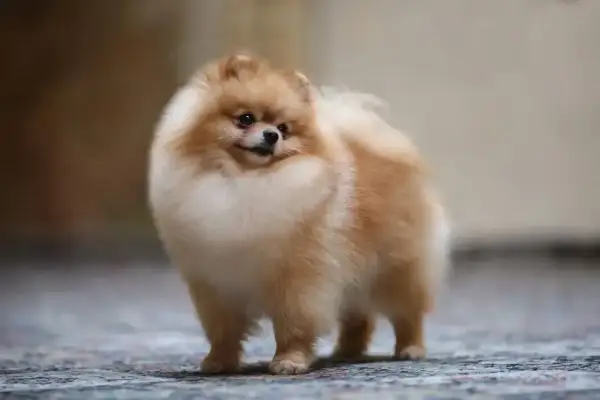 Uroczy pomeranian, którego cena może Cię zaskoczyć. Ten puszysty piesek czeka na nowy dom.