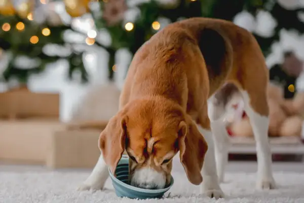 Beagle zajada się posiłkiem, dbając o prawidłowe żywienie psów. W tle choinka i prezenty.