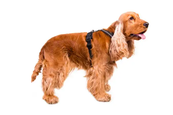 Rudy cocker spaniel w czarnych szelkach, gotowy na spacer.