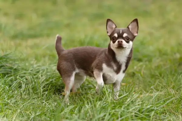 Uroczy chihuahua w brązowo-białe łaty, stojący na zielonej trawie. Poznaj wady i zalety tej rasy.