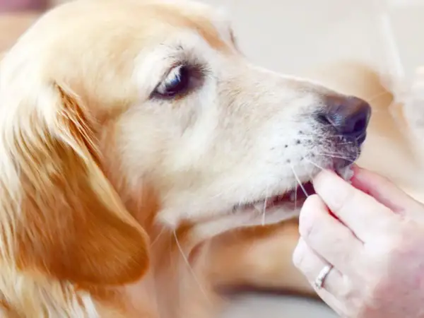 Złoty retriever zjada coś z ręki, zastanawiasz się, czy pies może jeść suszoną morwę białą?