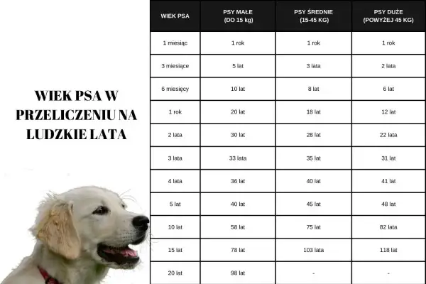 Tabela porównuje wiek psa w ludzkich latach, pokazując jak szybko rośnie golden retriever.