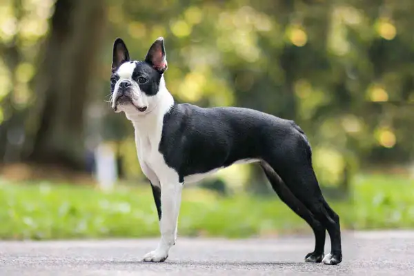 Elegancki boston terrier w czarno-białym umaszczeniu, stojący na zewnątrz. Choć uroczy, boston terrier wady mogą obejmować problemy zdrowotne.