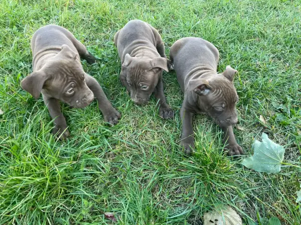Trzy urocze szczenięta pitbull red nose leżą na trawie, badając otoczenie.