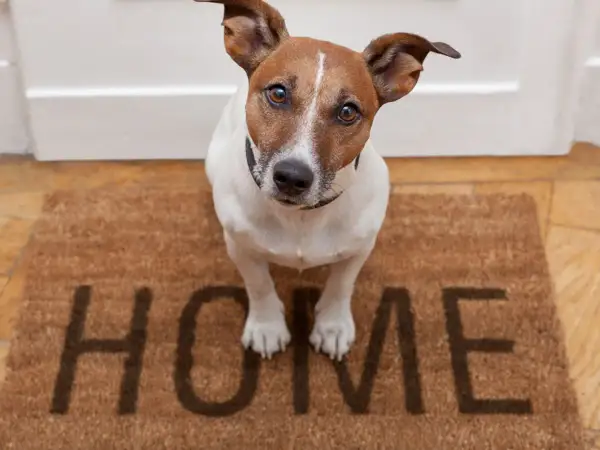 Uroczy piesek czeka przy drzwiach na swoją rodzinę zastępczą. Wita go wycieraczka z napisem "HOME".
