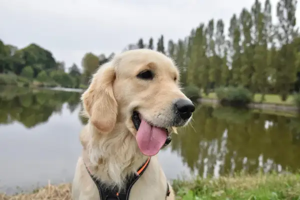 Dorosły golden retriever z językiem na wierzchu, siedzący nad jeziorem w słoneczny dzień.