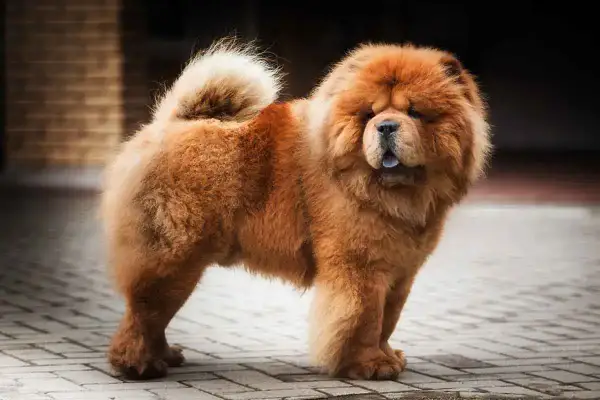 Puszysty chow chow o rudym futrze, z charakterystycznym "lwią" grzywą i zawiniętym ogonem, prezentuje swój majestatyczny chow chow charakter.