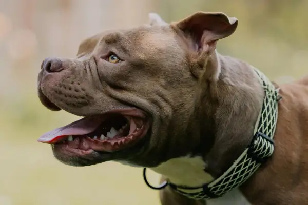 Brązowy pies rasy pitbull z otwartym pyskiem i dyszącym językiem. Czyżby dyszenie u psa bez powodu?