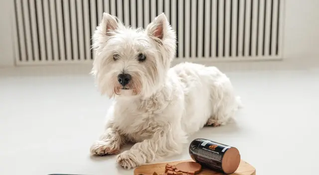 Biały West Highland White Terrier, idealny piesek do mieszkania, leży obok smakołyków.