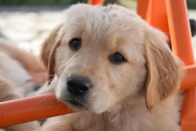 Słodki, mały golden retriever z błyszczącymi oczami opiera pyszczek na pomarańczowej rurce.