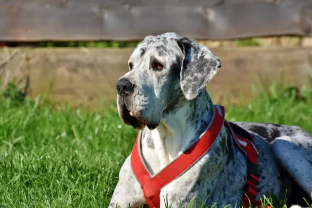 Piękny dog niemiecki merle w czerwonej uprzęży leży na trawie.
